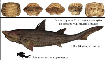 Под Рязанью обнаружен гибодонтный дурофаг
